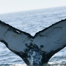 Fluke of HW-MN0805044