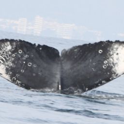 Fluke of CRC-15710