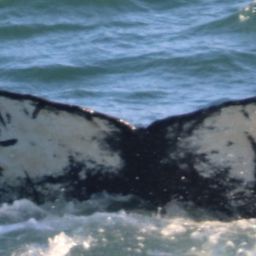 Fluke of HW-MN0104089