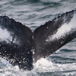 Fluke of HW-MN0104091