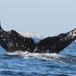 Fluke of CRC-13626