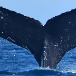 Fluke of CRC-15489