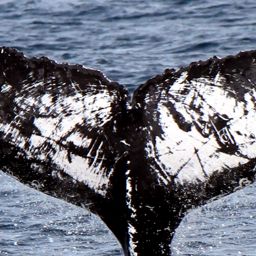 Fluke of CRC-16274