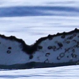 Fluke of HW-MN0524424