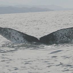 Fluke of Leopard