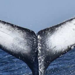 Fluke of CRC-23070