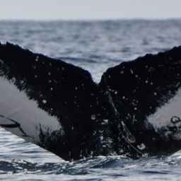 Fluke of HW-MN0524432