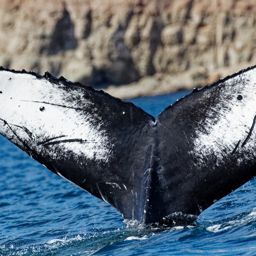 Fluke of HW-MN0524435