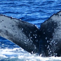 Fluke of HW-MN0524436