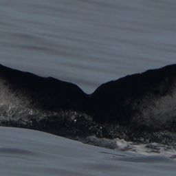 Fluke of CRC-23328