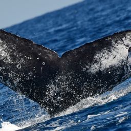 Fluke of HW-MN0524445