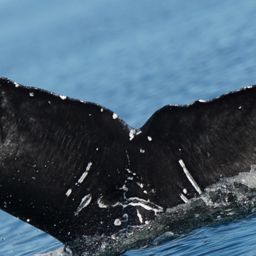 Fluke of HW-MN0524448