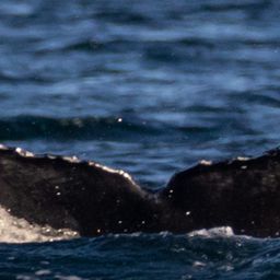 Fluke of HW-MN0524451