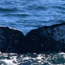 Fluke of CRC-13705