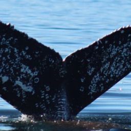 Fluke of HW-MN0524464