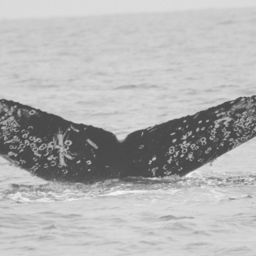 Fluke of CRC-12531