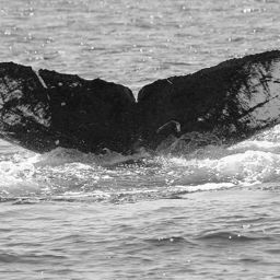 Fluke of CRC-12455