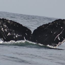 Fluke of CRC-12465