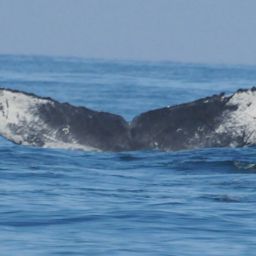 Fluke of CRC-13544