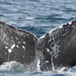 Fluke of CRC-23332