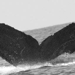 Fluke of CRC-14067