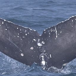 Fluke of CRC-23334
