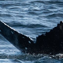 Fluke of CRC-23335