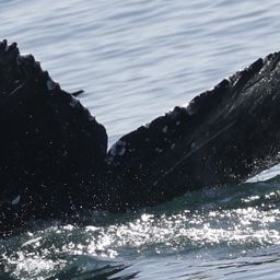 Fluke of CRC-23336