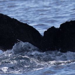 Fluke of HW-MN0445044