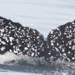 Fluke of CRC-17755