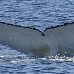 Fluke of HW-MN1000561