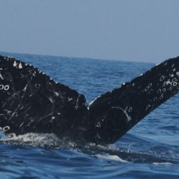 Fluke of CRC-11549