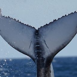 Fluke of 2024-2025 calf of HW-MN0310007
