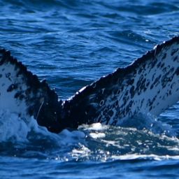 Fluke of HW-MN0524479