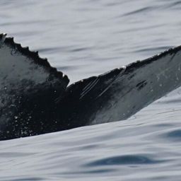 Fluke of HW-MN0524483
