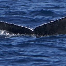 Fluke of HW-MN0524486