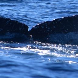 Fluke of HW-MN0524497
