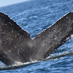 Fluke of HW-MN0524499