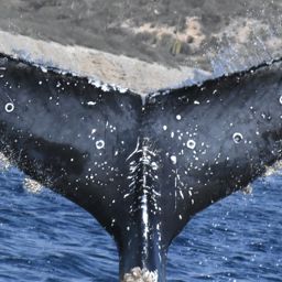 Fluke of CRC-23342