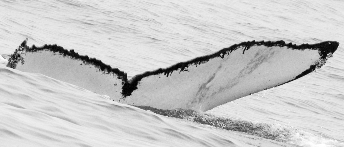 Fluke of Whale Smith (California - OS)