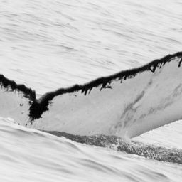 Fluke of Whale Smith