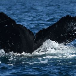 Fluke of HW-MN0524514