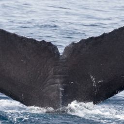 Fluke of CRC-11875