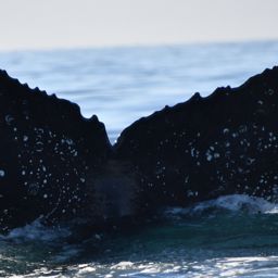 Fluke of CRC-23344