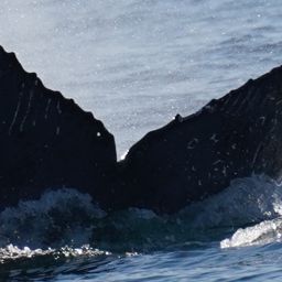 Fluke of HW-MN0524519