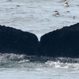 Fluke of CRC-16467