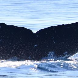 Fluke of HW-MN0524528