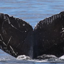 Fluke of Bermuda