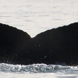 Fluke of HW-MN0524535
