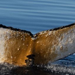 Fluke of HW-MN1307248